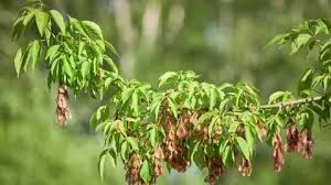 Attēlu rezultāti vaicājumam “Acer negundo fruit”