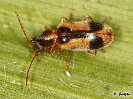 Attēlu rezultāti vaicājumam “Notoxus monoceros”