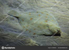 Image result for Pleuronectes platessa