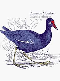 Attēlu rezultāti vaicājumam “Gallinula chloropus”