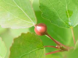 Attēlu rezultāti vaicājumam “Contarinia petioli”