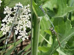 Attēlu rezultāti vaicājumam “Platycnemis pennipes”