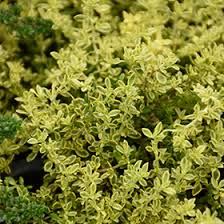 Attēlu rezultāti vaicājumam “Herniaria glabra”