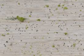 Attēlu rezultāti vaicājumam “Microcalicium disseminatum”