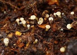 Attēlu rezultāti vaicājumam “Cudoniella acicularis”