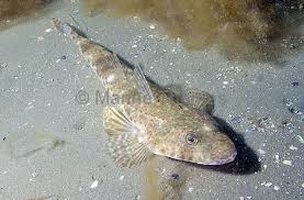 Image result for Platycephalus richardsoni