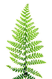 Attēlu rezultāti vaicājumam “Polystichum braunii”