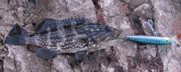 Image result for Mycteroperca rubra