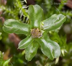 Attēlu rezultāti vaicājumam “Plagiomnium ellipticum”