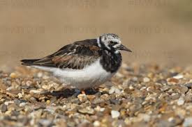 Attēlu rezultāti vaicājumam “Arenaria interpres adult”