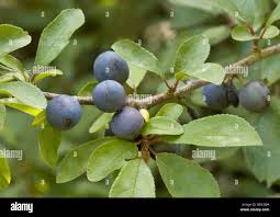 Attēlu rezultāti vaicājumam “Prunus spinosa”