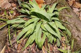 Attēlu rezultāti vaicājumam “Carex chordorrhiza leaf”
