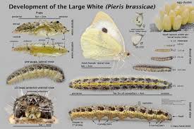 Attēlu rezultāti vaicājumam “Pieris brassicae underside”
