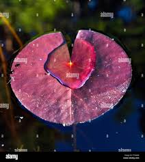 Attēlu rezultāti vaicājumam “Nymphaea candida leaf”