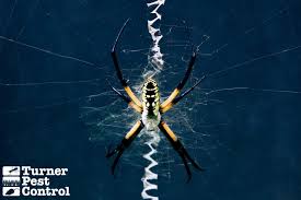Image result for spider