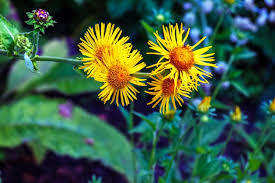 Image result for Inula helenium