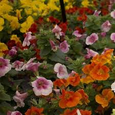 Image result for Mimulus x hybrida