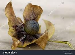 Attēlu rezultāti vaicājumam “Nicandra physalodes fruit”