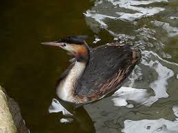 Attēlu rezultāti vaicājumam “Podiceps cristatus”