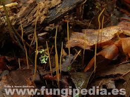 Attēlu rezultāti vaicājumam “Macrotyphula juncea”