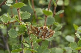 Attēlu rezultāti vaicājumam “Boloria aquilonaris upperside”