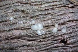 Attēlu rezultāti vaicājumam “Myxarium nucleatum”