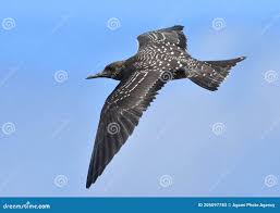 Image result for Onychoprion fuscatus