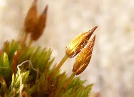 Attēlu rezultāti vaicājumam “Orthotrichum anomalum”