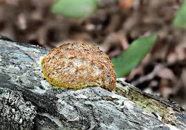 Attēlu rezultāti vaicājumam “Physaraceae”