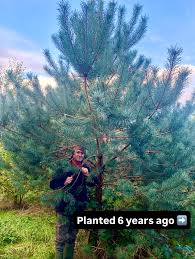 Attēlu rezultāti vaicājumam “Pinus sylvestris fruit”
