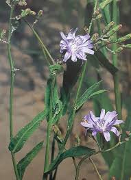 Attēlu rezultāti vaicājumam “Lactuca tatarica flower”