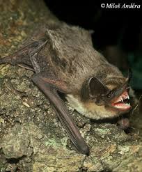 Attēlu rezultāti vaicājumam “Vespertilio murinus”