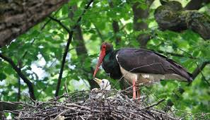 Attēlu rezultāti vaicājumam “Ciconia nigra nest”