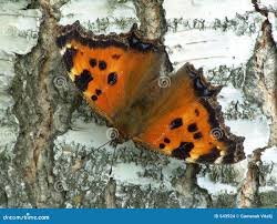 Attēlu rezultāti vaicājumam “Nymphalis xanthomelas underside”