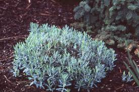 Attēlu rezultāti vaicājumam “Andromeda polifolia”