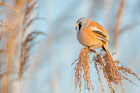 Attēlu rezultāti vaicājumam “Panurus biarmicus male”