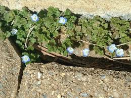 Attēlu rezultāti vaicājumam “Veronica agrestis flower”