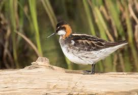 Attēlu rezultāti vaicājumam “Phalaropus lobatus”