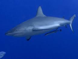 Image result for Carcharhinus amblyrhynchos
