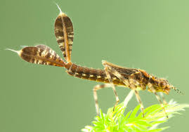 Attēlu rezultāti vaicājumam “Platycnemis pennipes”