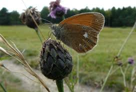 Attēlu rezultāti vaicājumam “Coenonympha glycerion underside”
