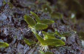 Attēlu rezultāti vaicājumam “Anomodon viticulosus sporophyte”