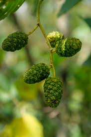 Attēlu rezultāti vaicājumam “Alnus glutinosa”