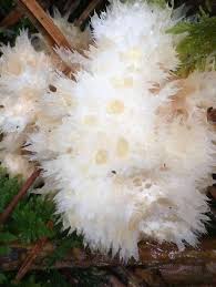 Attēlu rezultāti vaicājumam “Postia ptychogaster”