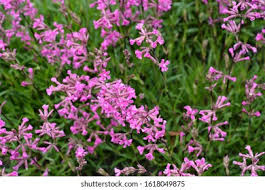 Attēlu rezultāti vaicājumam “Silene viscaria bud”