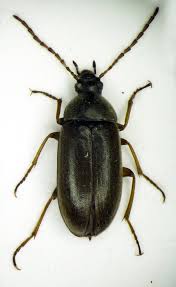 Attēlu rezultāti vaicājumam “Isomira murina”