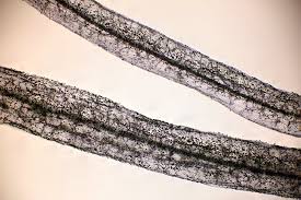 Attēlu rezultāti vaicājumam “Stemonitopsis hyperopta var. landewaldii”