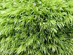 Attēlu rezultāti vaicājumam “Leucobryum juniperoideum”