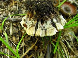 Attēlu rezultāti vaicājumam “Thelephora palmata”