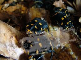 Attēlu rezultāti vaicājumam “Potosia cuprea imago”